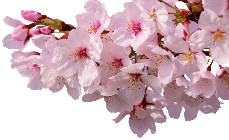 桜・新年度